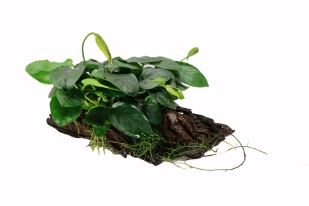 Preview: Anubias barteri var. nana auf Wurzel (12 - 25 cm)